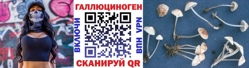 Псилоцибиновые грибы Cubensis  kraken   Юрга 